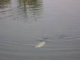 Jeugd-1-2011-022