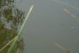 IMG 5088 (Small)