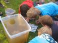 Vissen voor Kids les 4-33