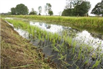 Overlast waterplanten onderzocht in Rijn en IJsselgebied