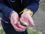 Derde les vissen voor kids